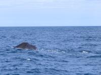 Albums/20060200-New Zealand 2006/20060318-Kaikiura/43